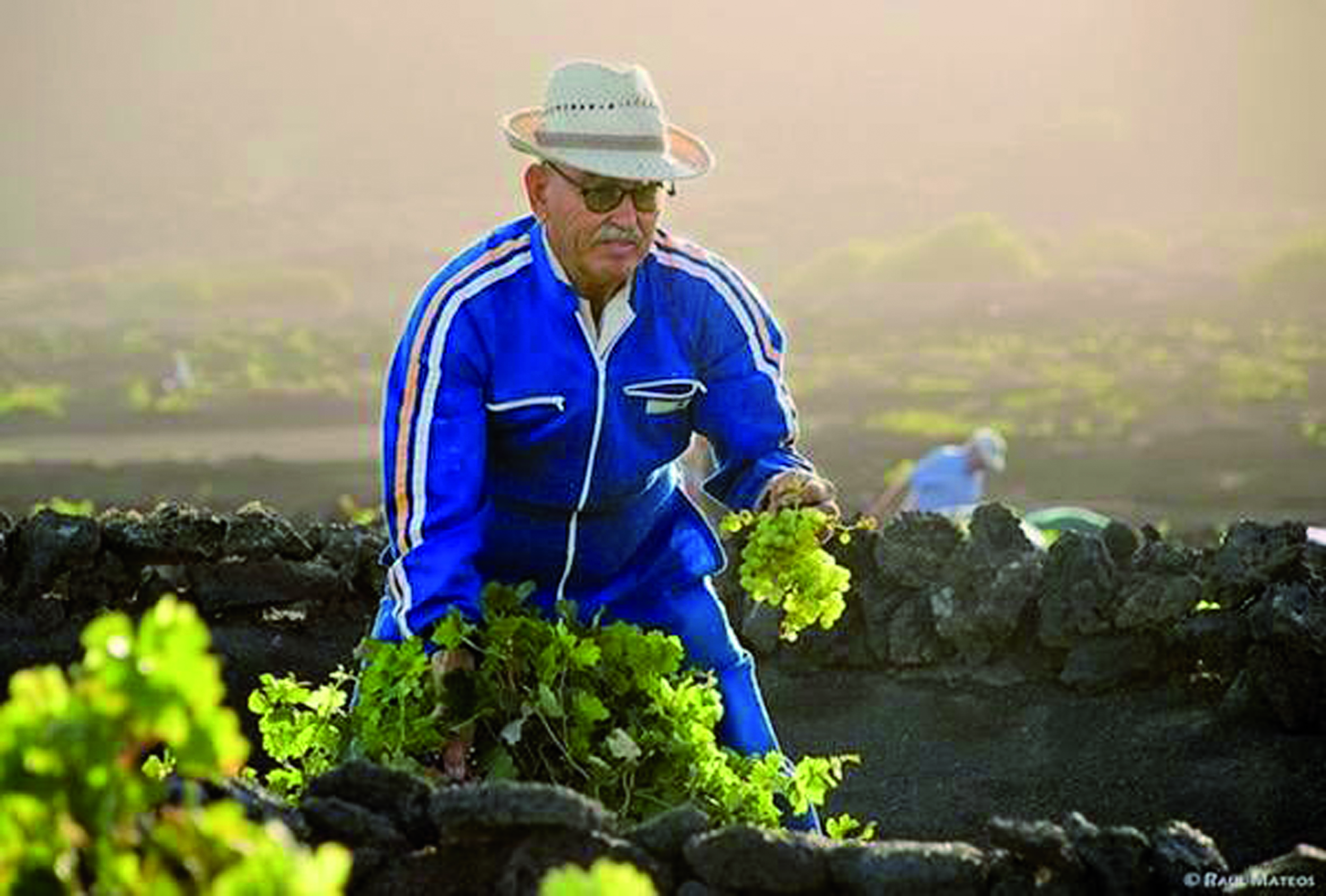 grapes volcanic_island_16