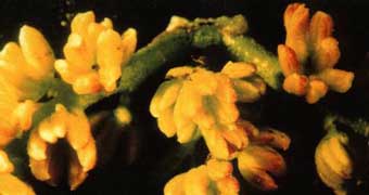 شكل2- گل نر پسته 09